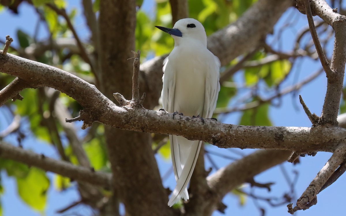 White Tern - ML644028223