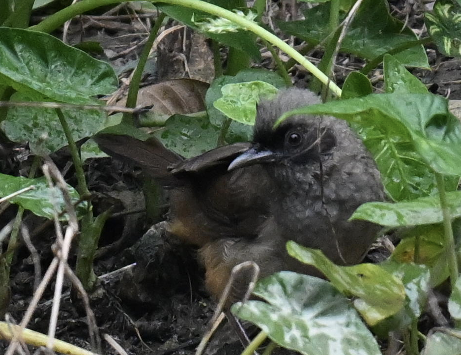 Masked Laughingthrush - ML644028224