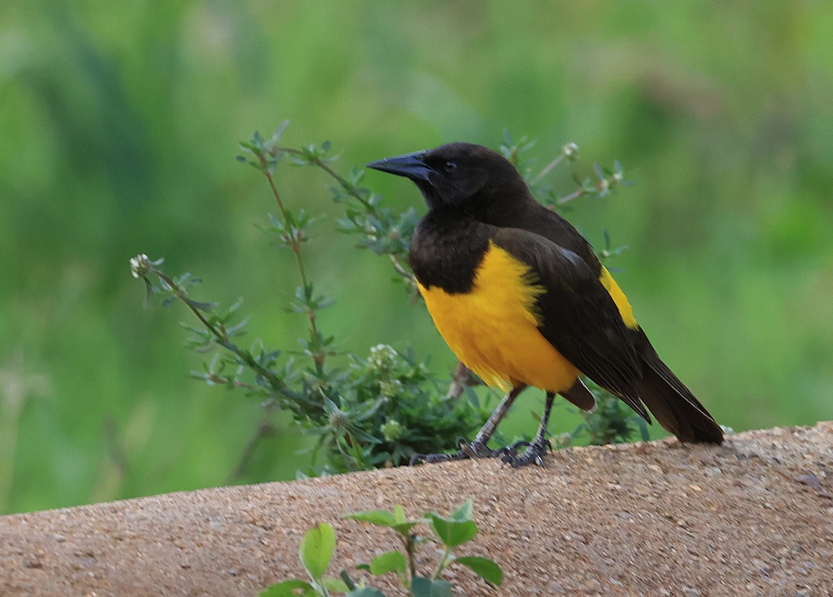 Yellow-rumped Marshbird - ML644028225