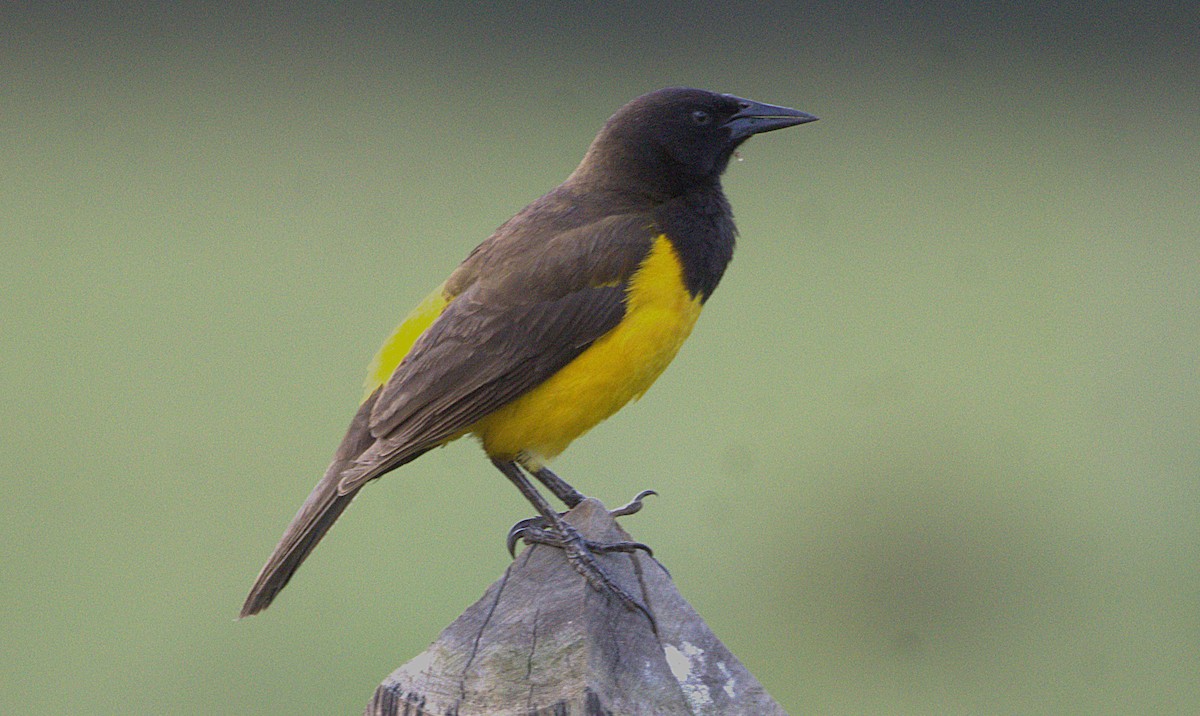 Yellow-rumped Marshbird - ML644028226