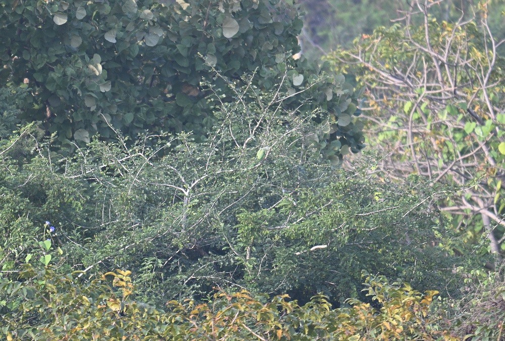 Plum-headed Parakeet - ML644028228