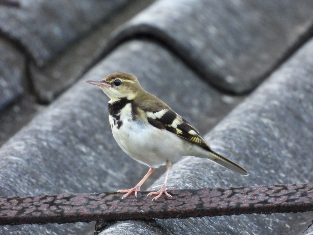 イワミセキレイ - ML644028230