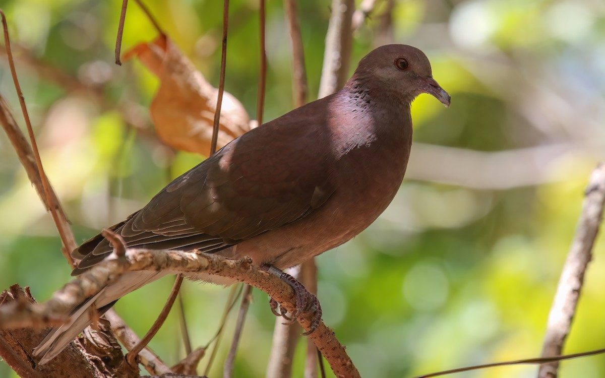 Malagasy Turtle-Dove - ML644028232