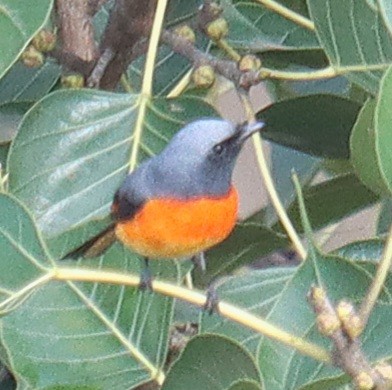 Small Minivet - ML644028256