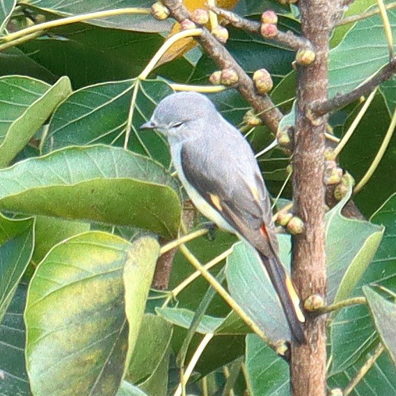 Small Minivet - ML644028257