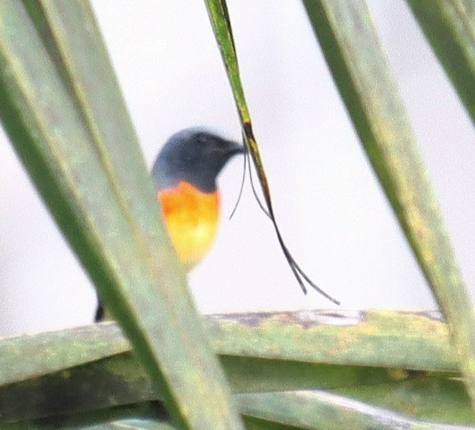 Small Minivet - ML644028258