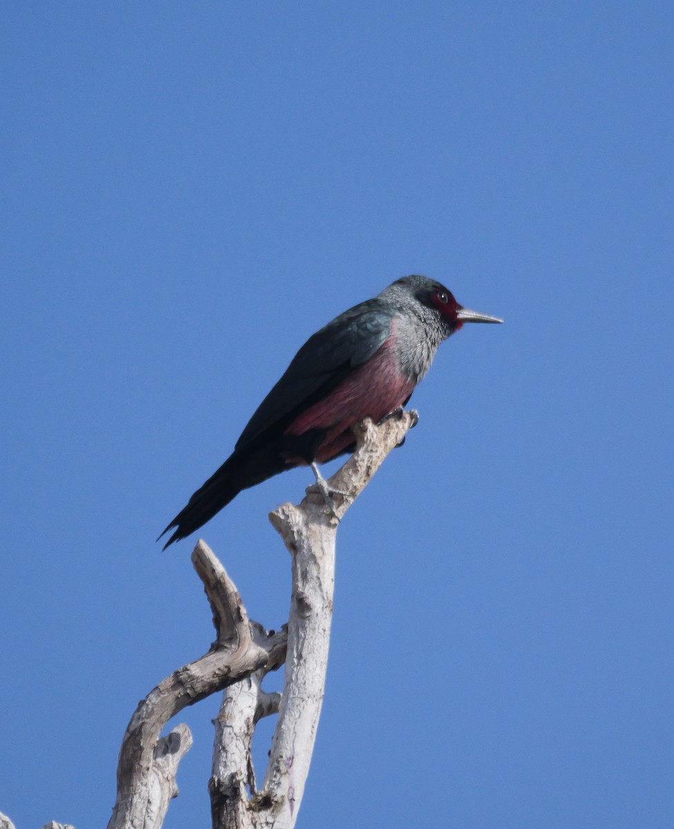 Lewis's Woodpecker - ML644028259