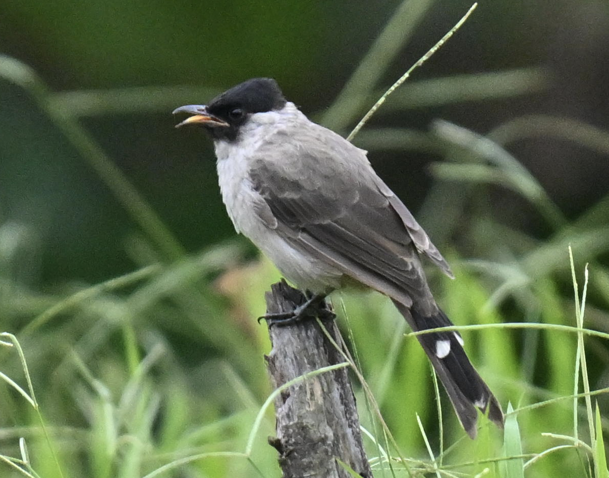 Sooty-headed Bulbul - ML644028262