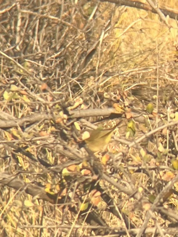Common Yellowthroat - ML644028271