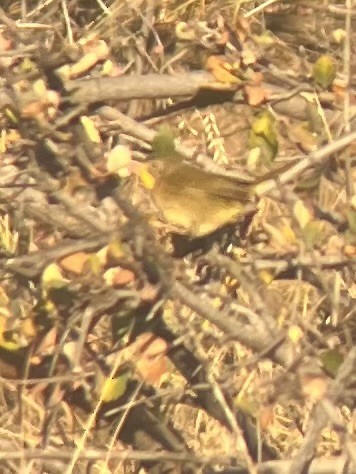Common Yellowthroat - ML644028272