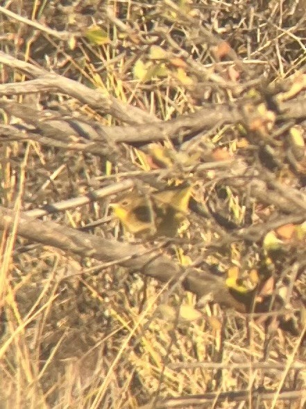 Common Yellowthroat - ML644028273