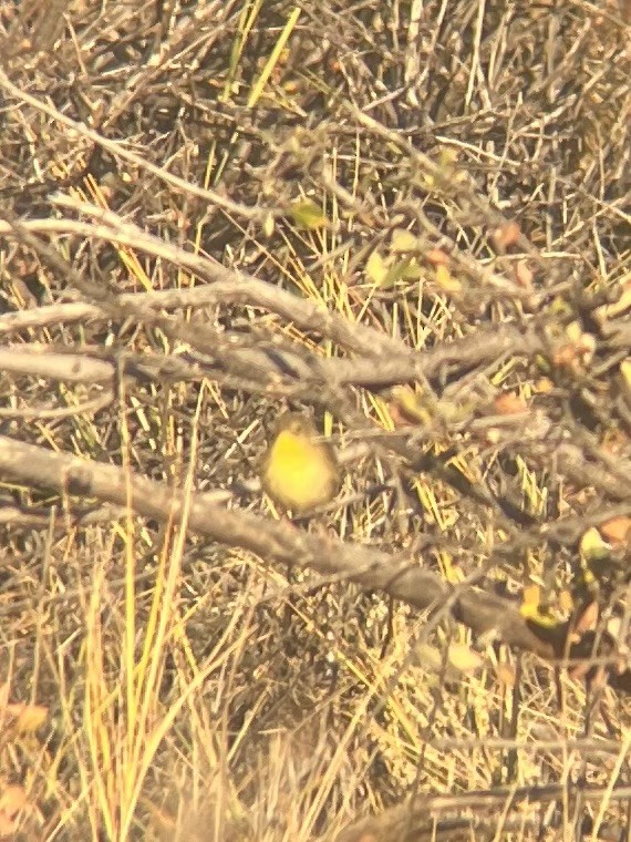 Common Yellowthroat - ML644028274