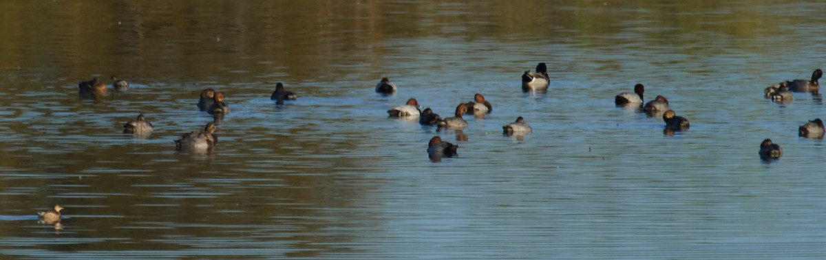 Common Pochard - ML644028276