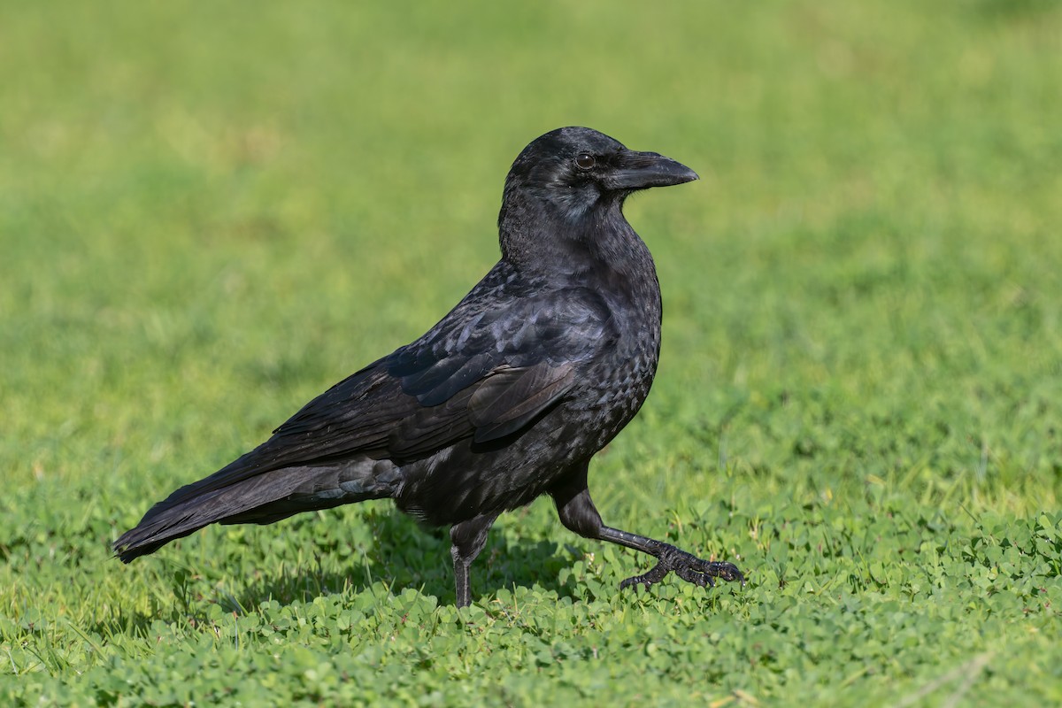 American Crow - ML644028280