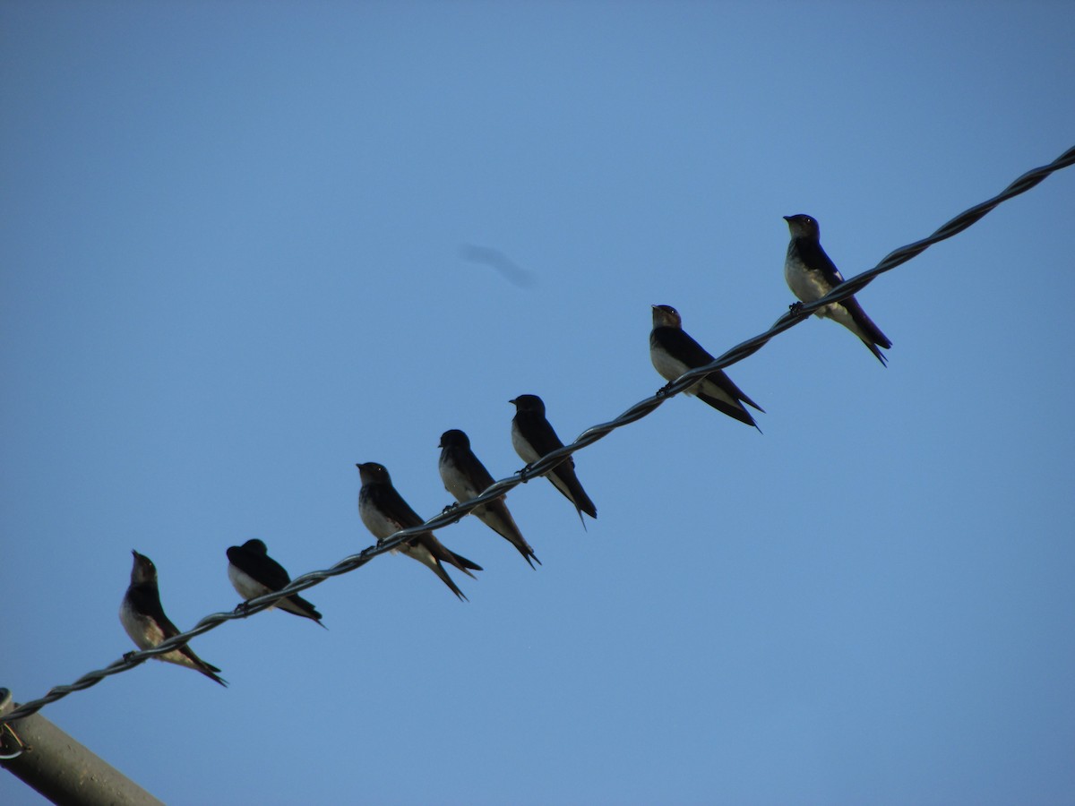 Gray-breasted Martin - ML644028283