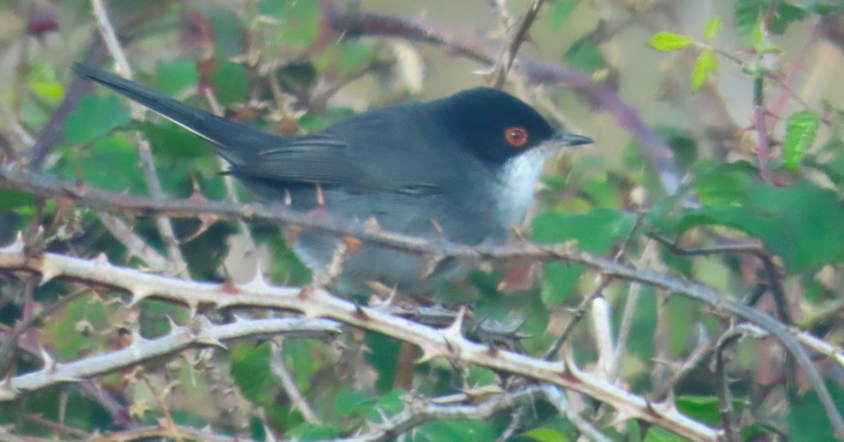 Sardinian Warbler - ML644028284
