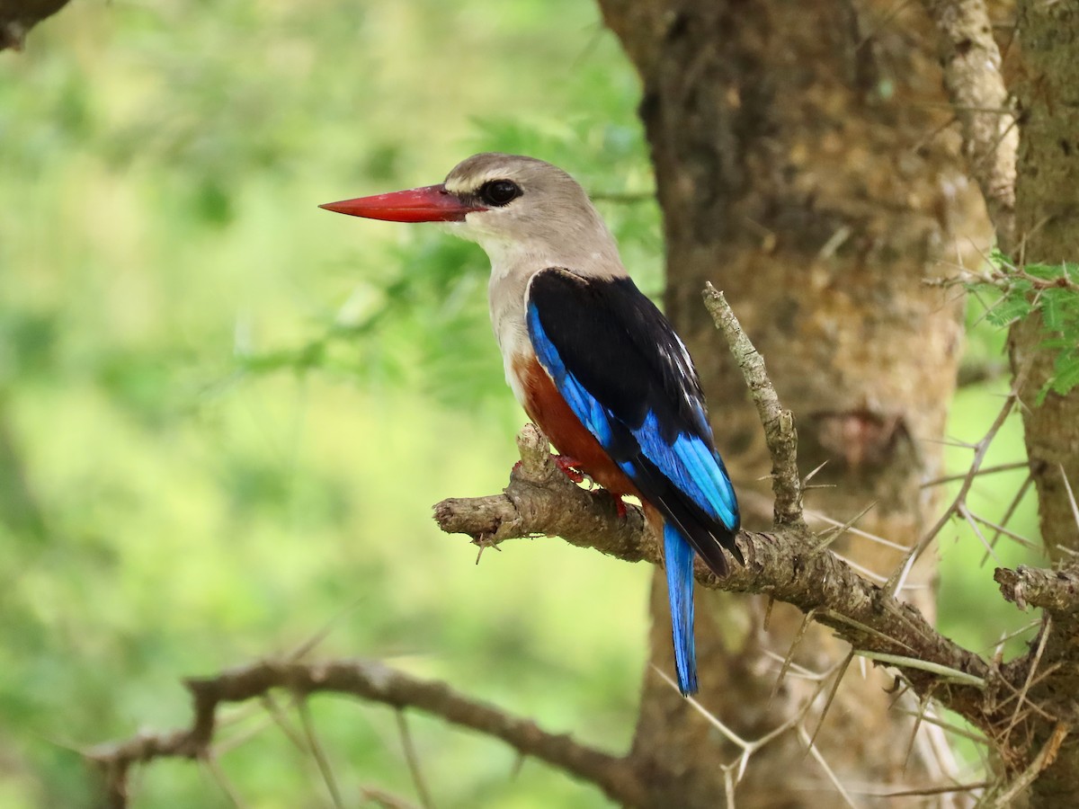 Alción Cabeciblanco - ML644028285