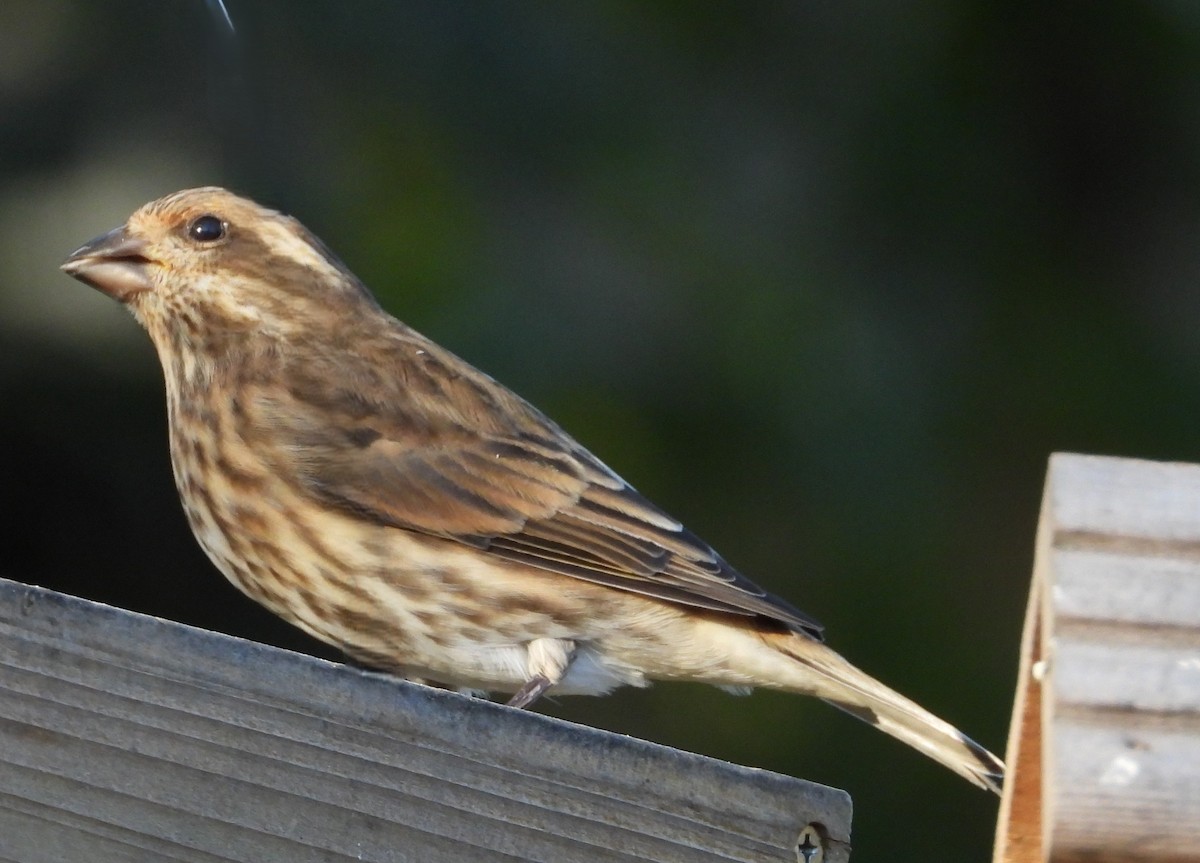 Purple Finch - ML644028296