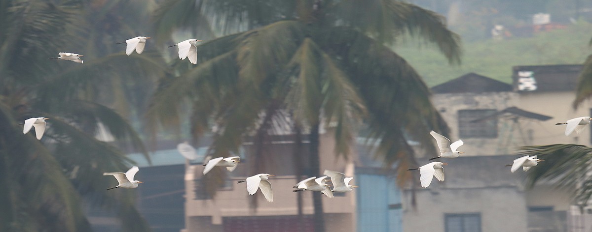 Eastern Cattle-Egret - Dr Nandini Patil