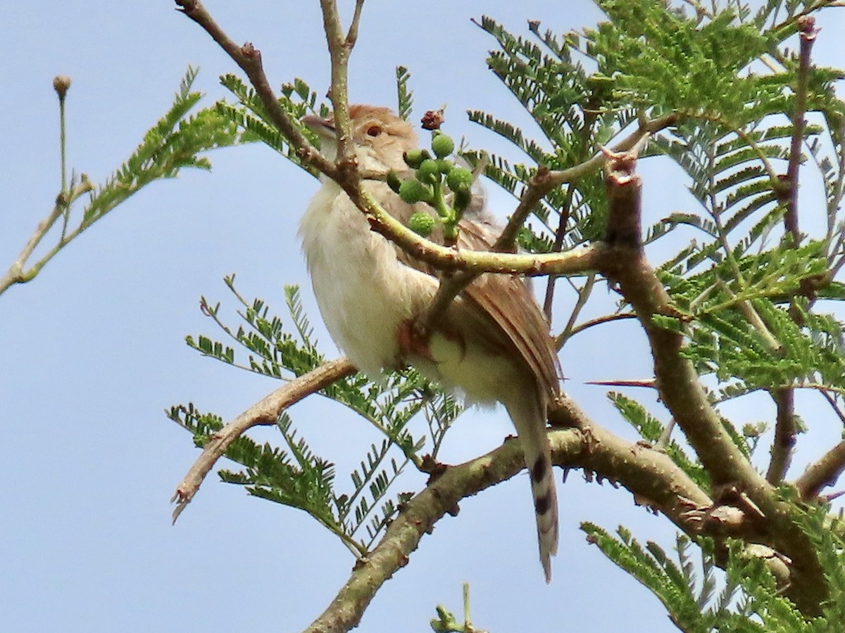 Rattling Cisticola - ML644028325
