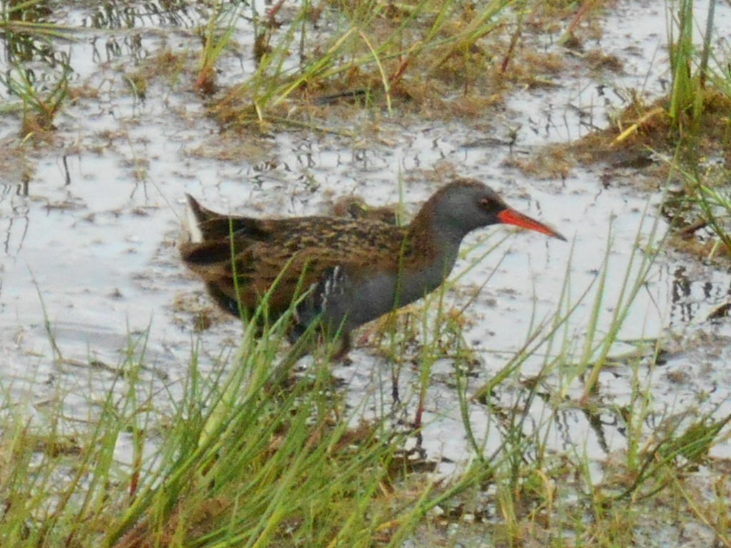 Uroilanda handia - ML644028341