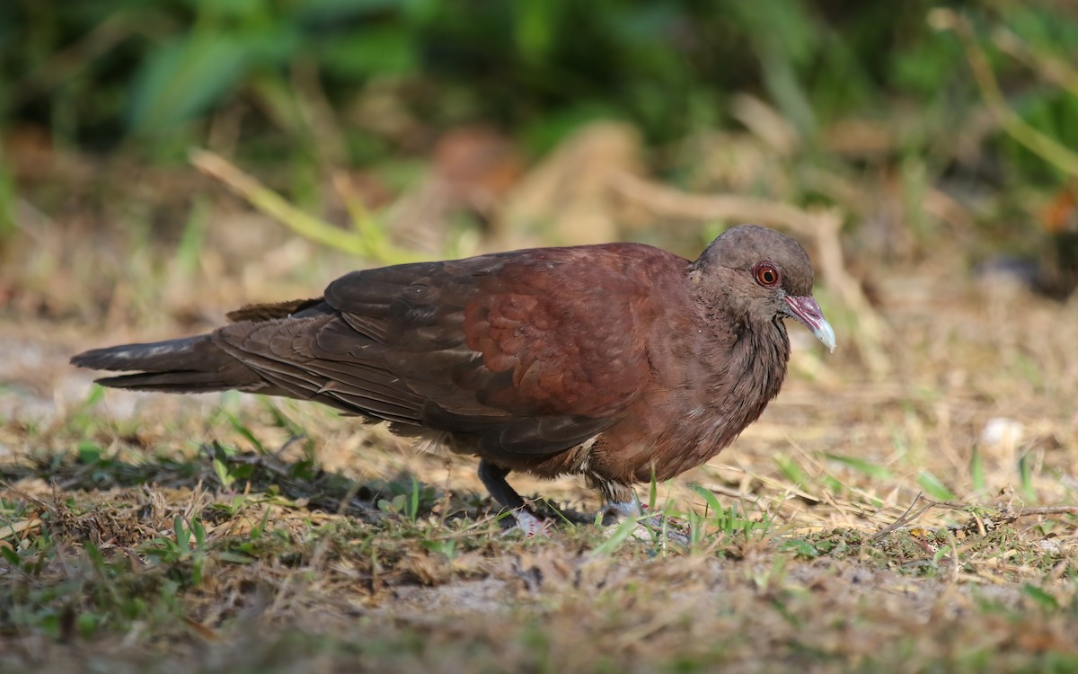 Malagasy Turtle-Dove - ML644028345