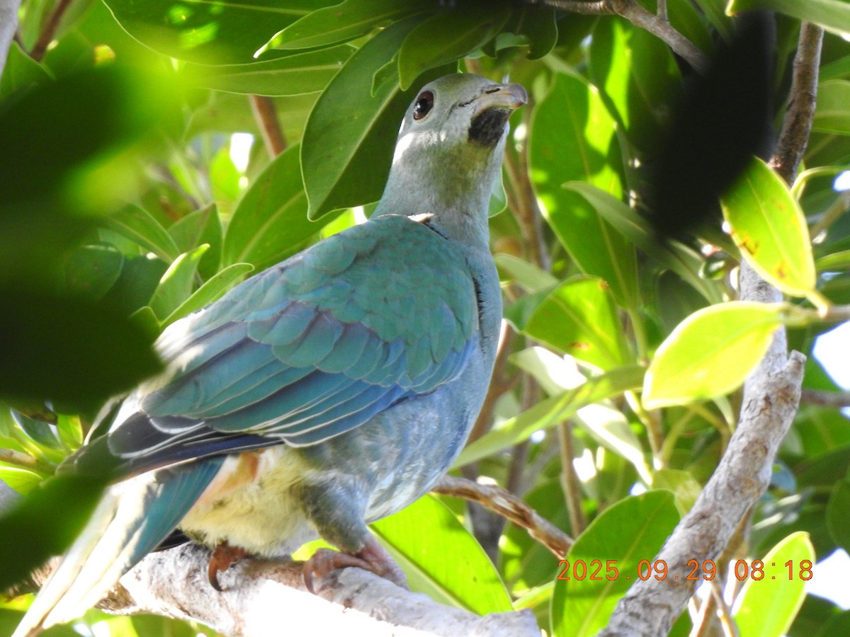 Black-chinned Fruit-Dove - ML644028349