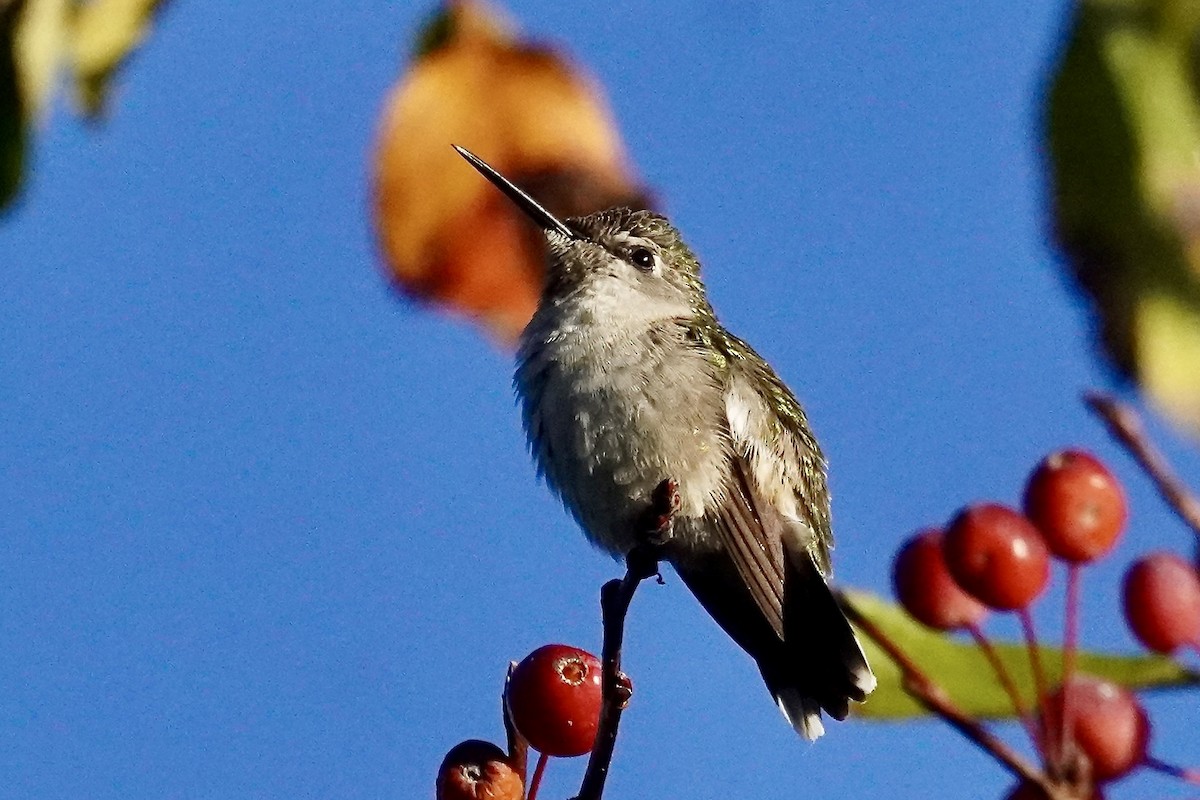 Ruby-throated Hummingbird - ML644028355