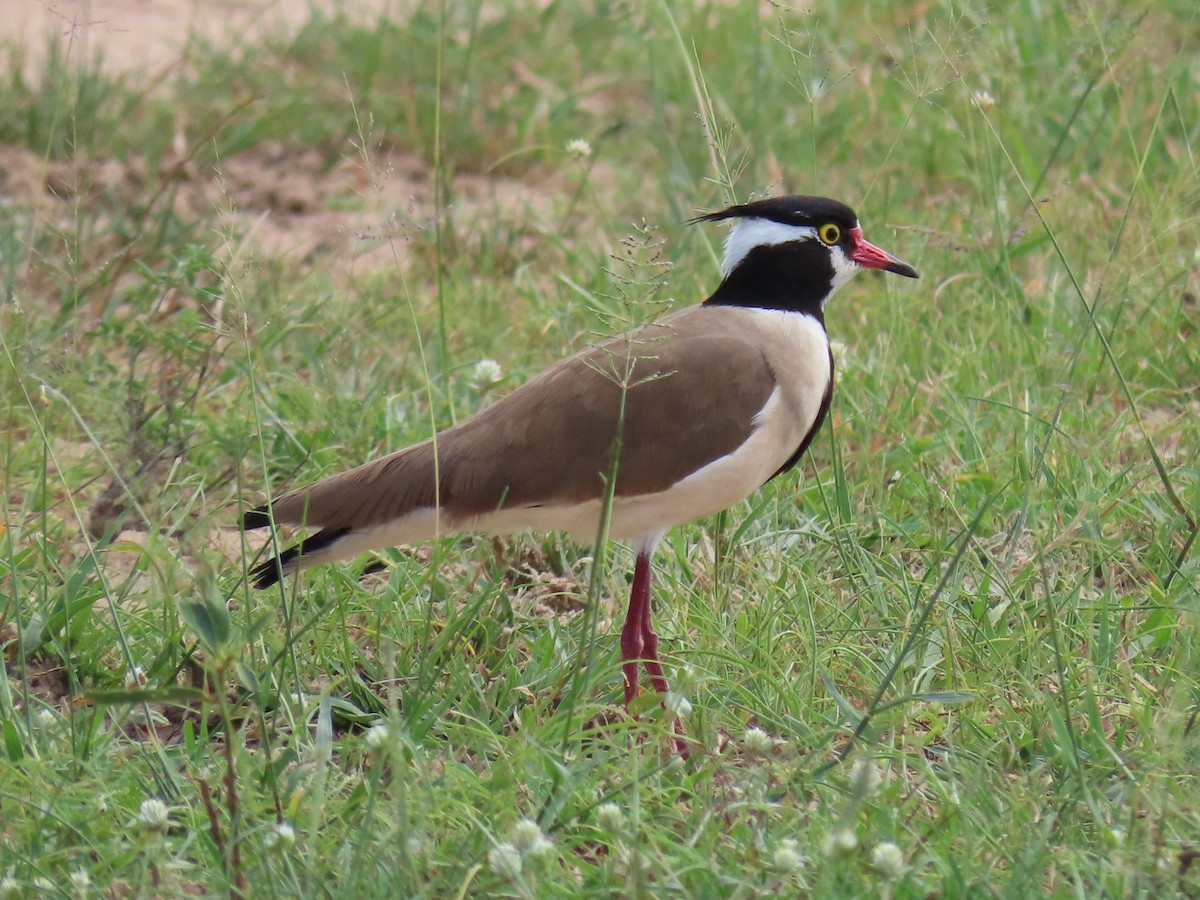 Black-headed Lapwing - ML644028356