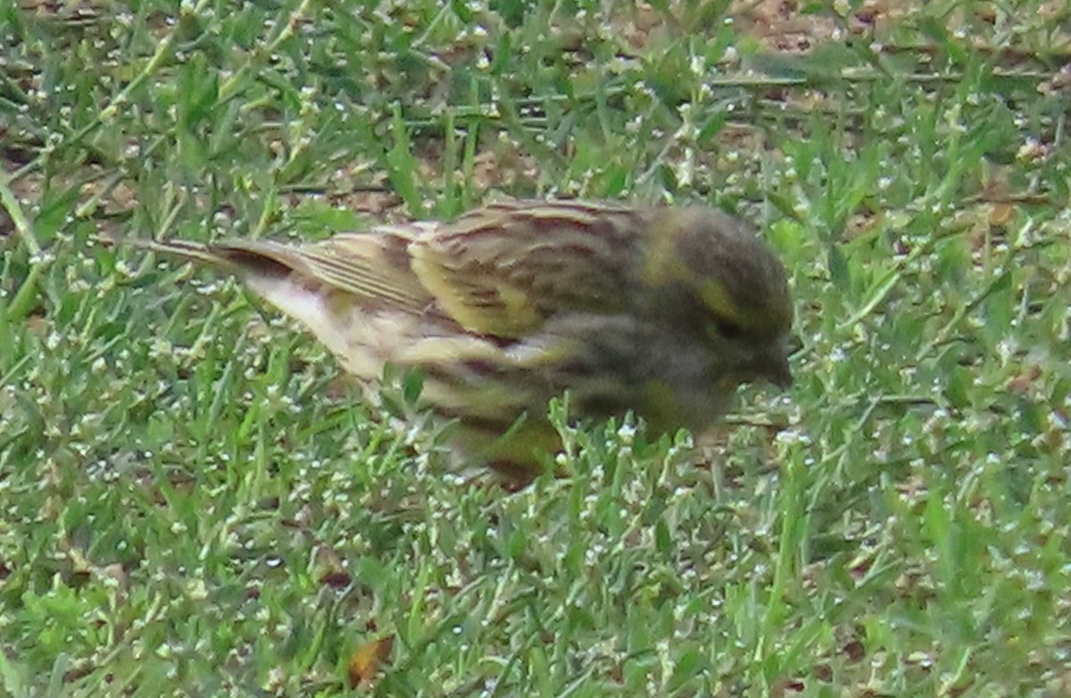 Serin cini - ML644028357