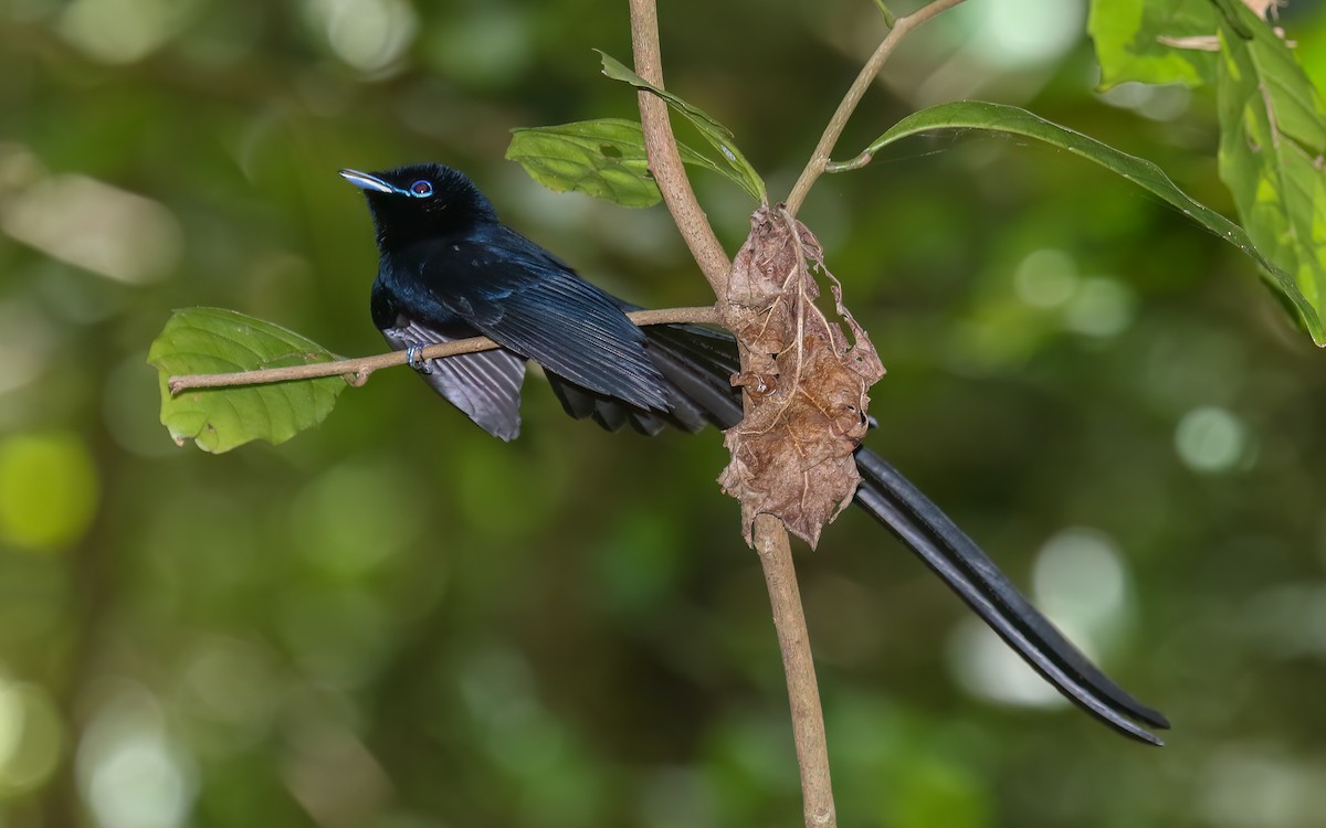 Seychelles Paradise-Flycatcher - ML644028361