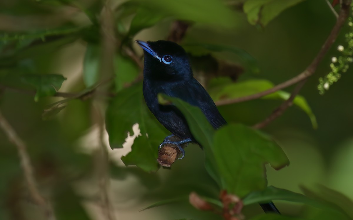 Seychelles Paradise-Flycatcher - ML644028362