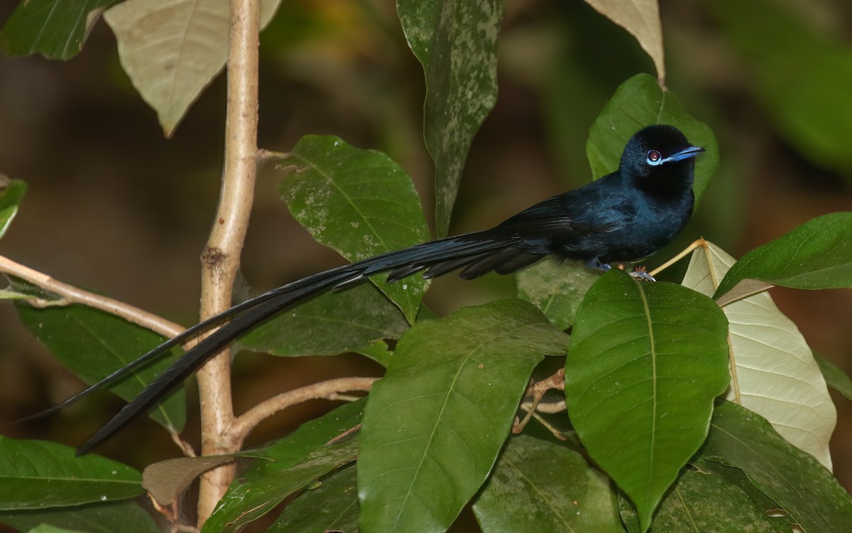 Seychelles Paradise-Flycatcher - ML644028363