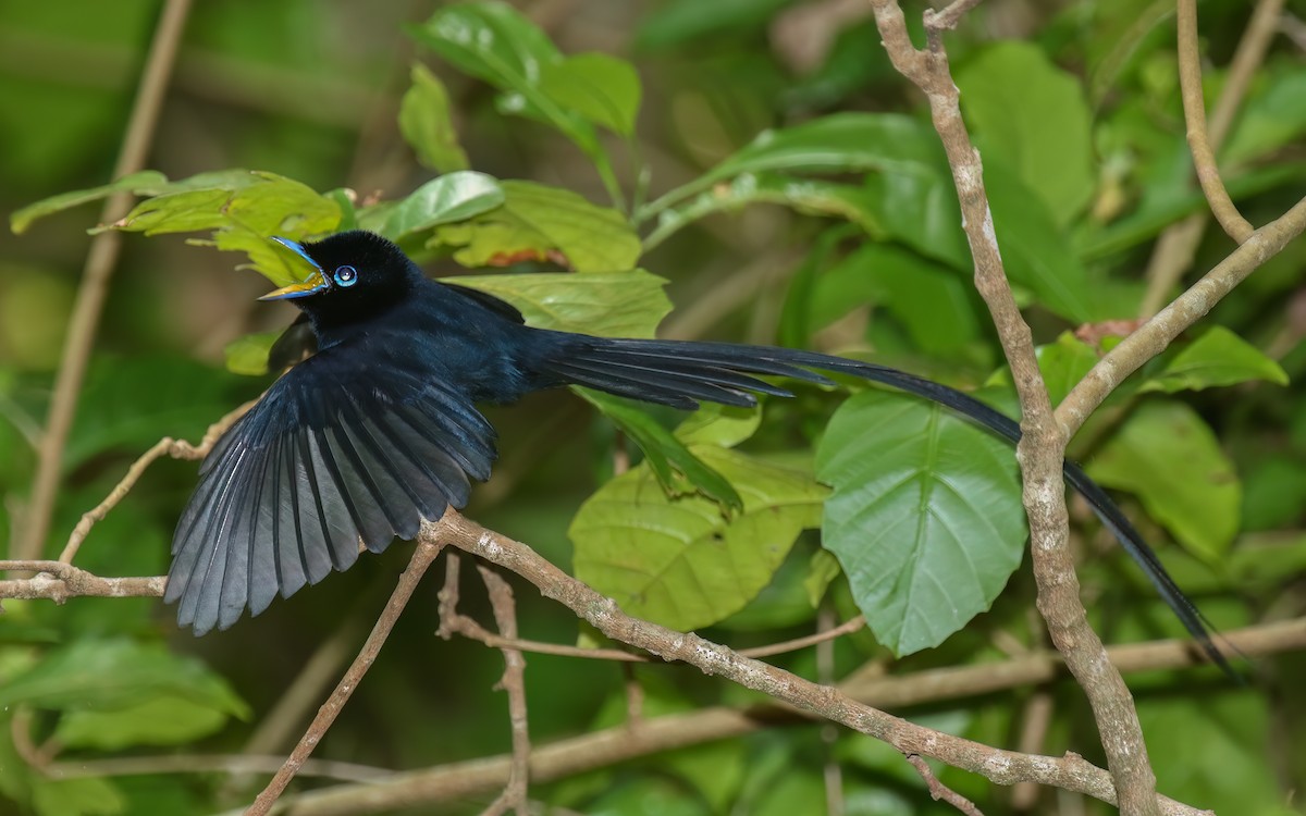 Seychelles Paradise-Flycatcher - ML644028364