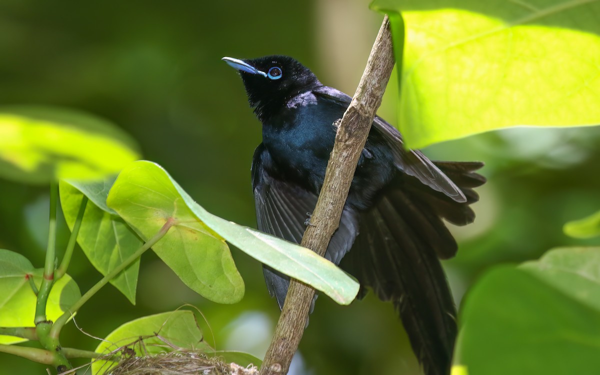 Seychelles Paradise-Flycatcher - ML644028366