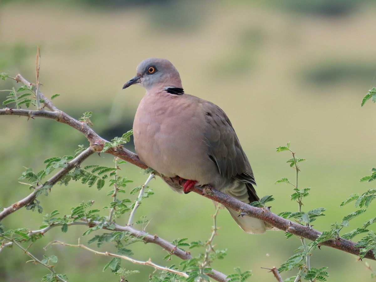 klagedue - ML644028371