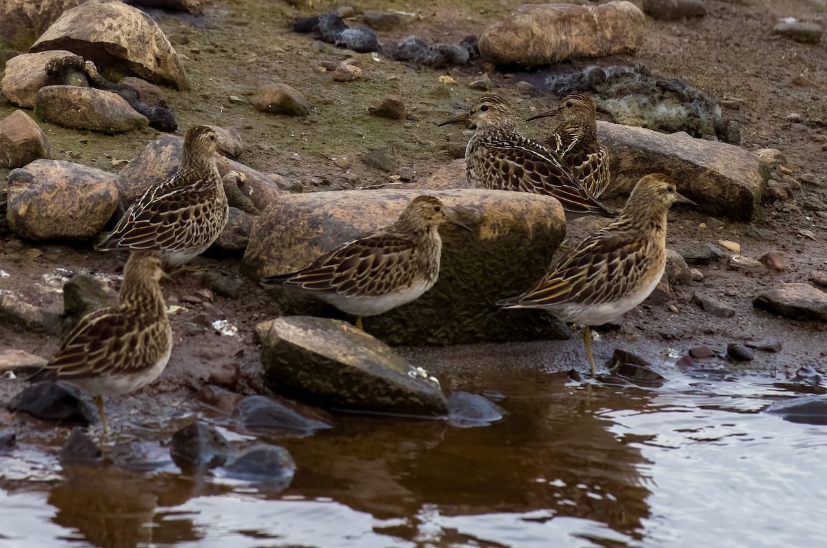 Bécasseau à queue pointue - ML644028377