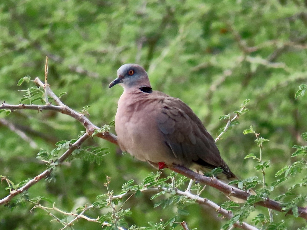 klagedue - ML644028379