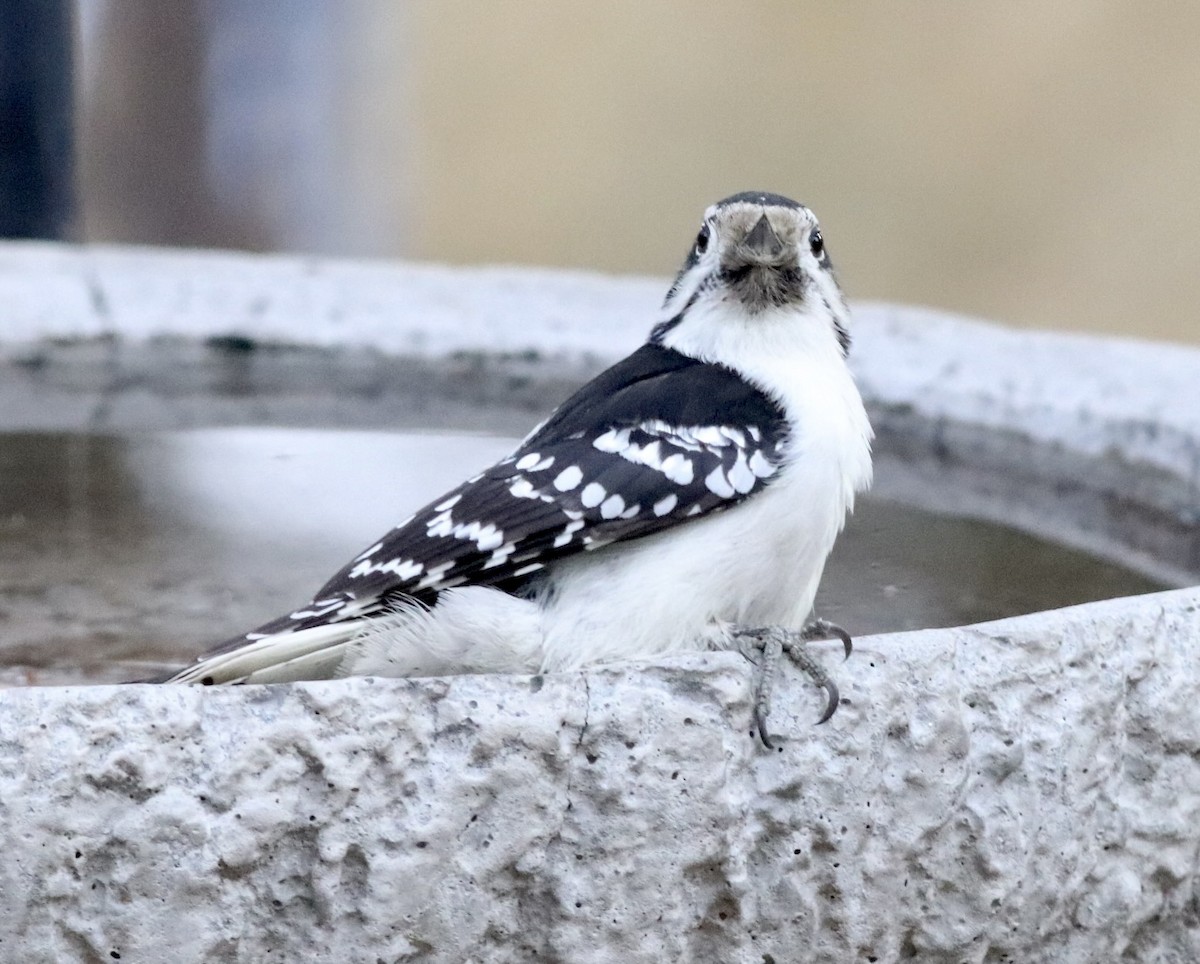Downy Woodpecker - ML644028382