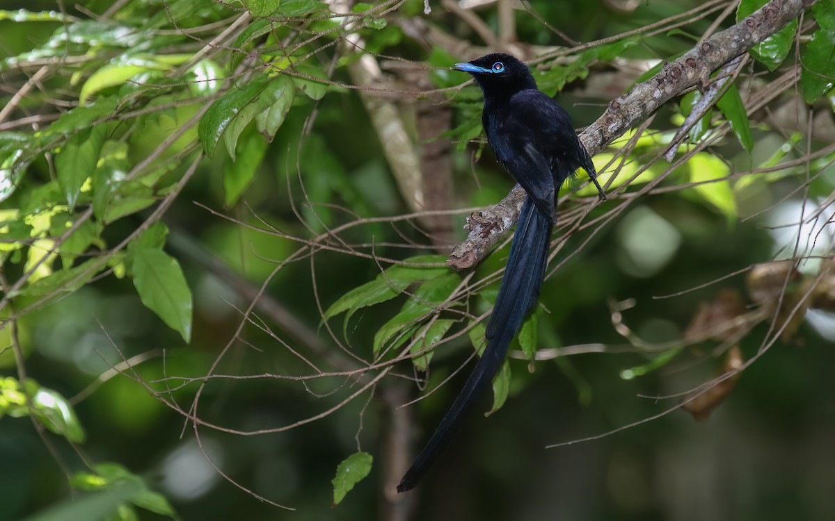 Seychelles Paradise-Flycatcher - ML644028388