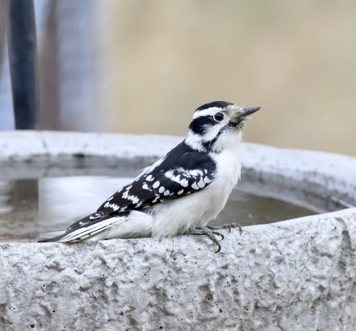 Downy Woodpecker - ML644028391