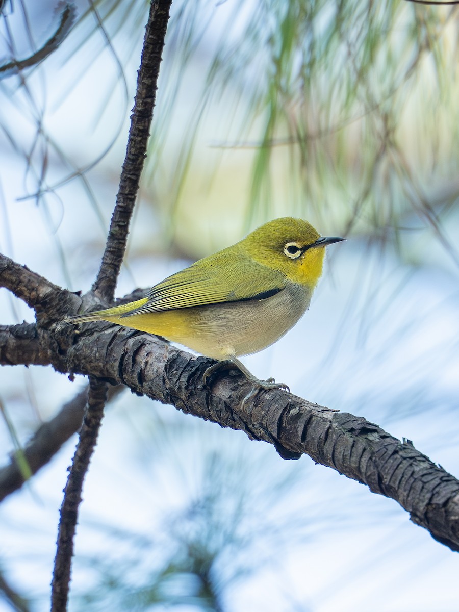 Swinhoebrillenvogel - ML644028394