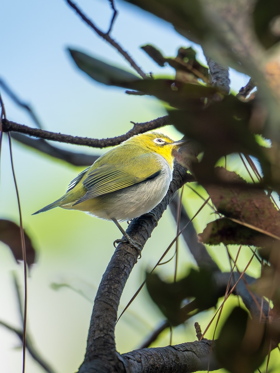 Swinhoebrillenvogel - ML644028395