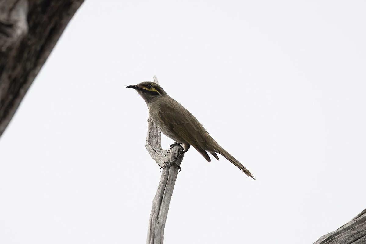 Yellow-faced Honeyeater - ML644028397