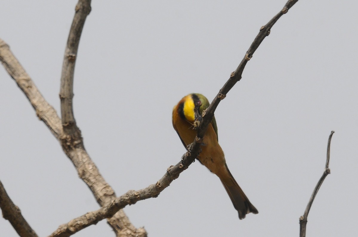 Little Bee-eater - ML644028400