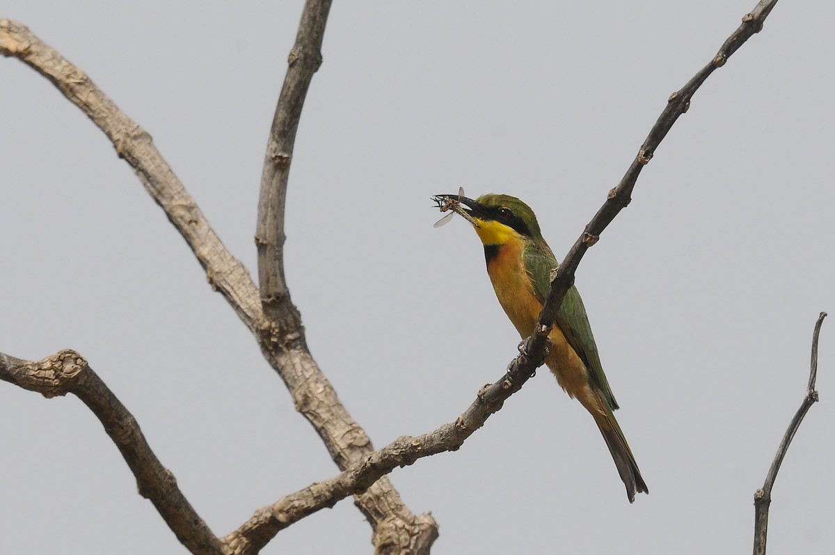 Little Bee-eater - ML644028401