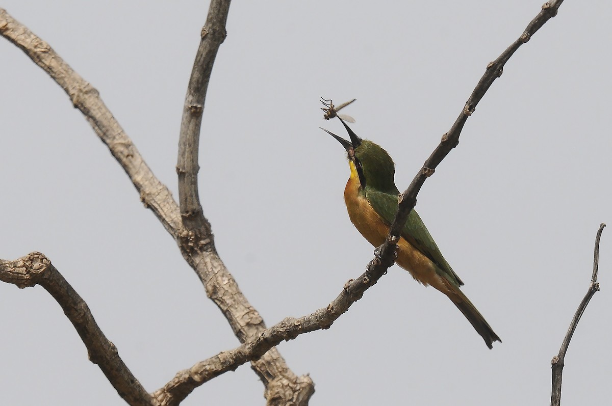 Little Bee-eater - ML644028402