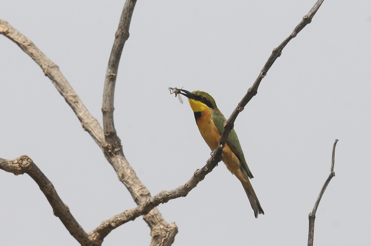 Little Bee-eater - ML644028403