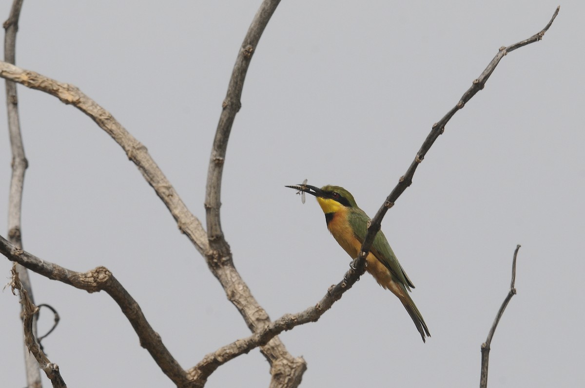 Little Bee-eater - ML644028404