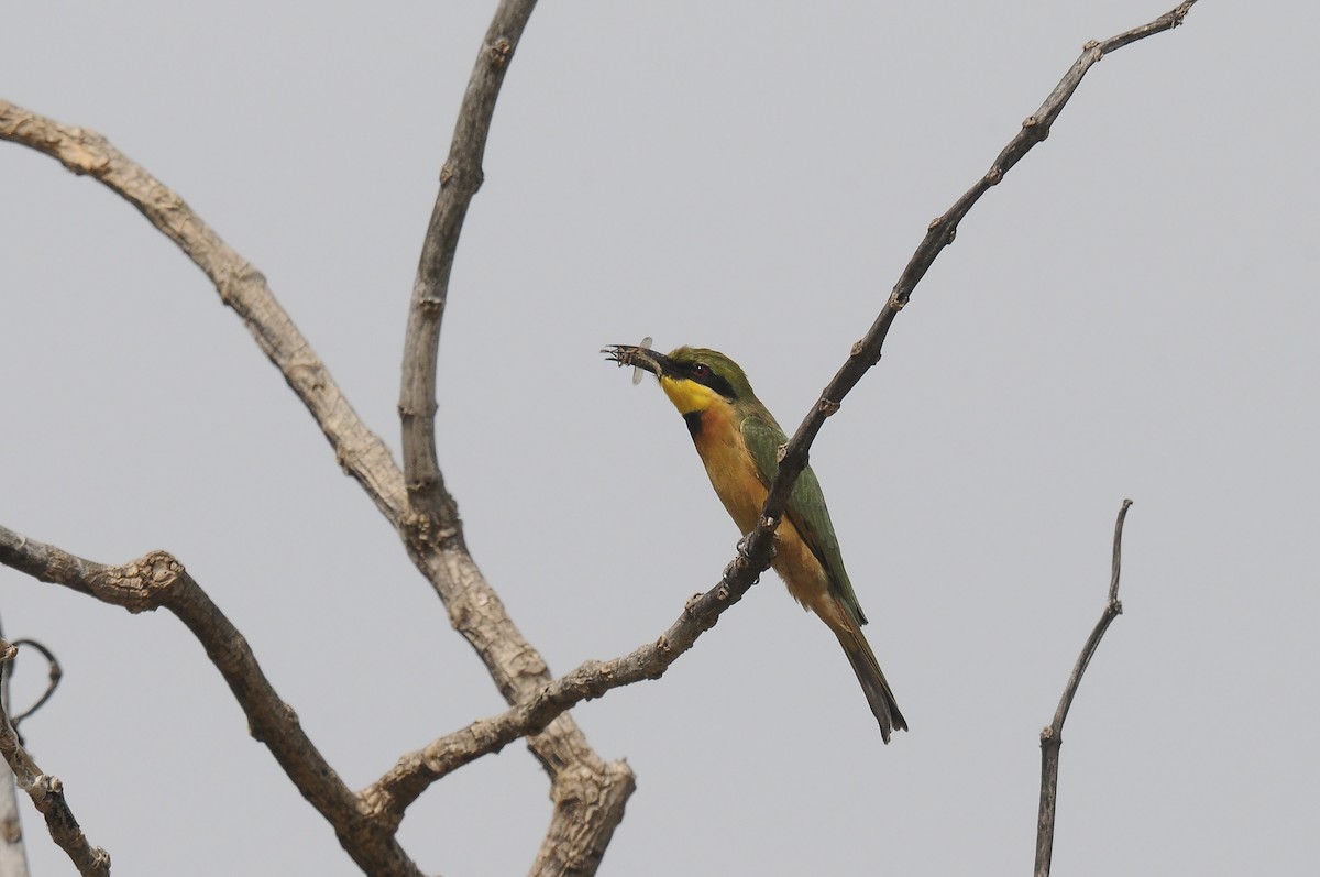 Little Bee-eater - ML644028405